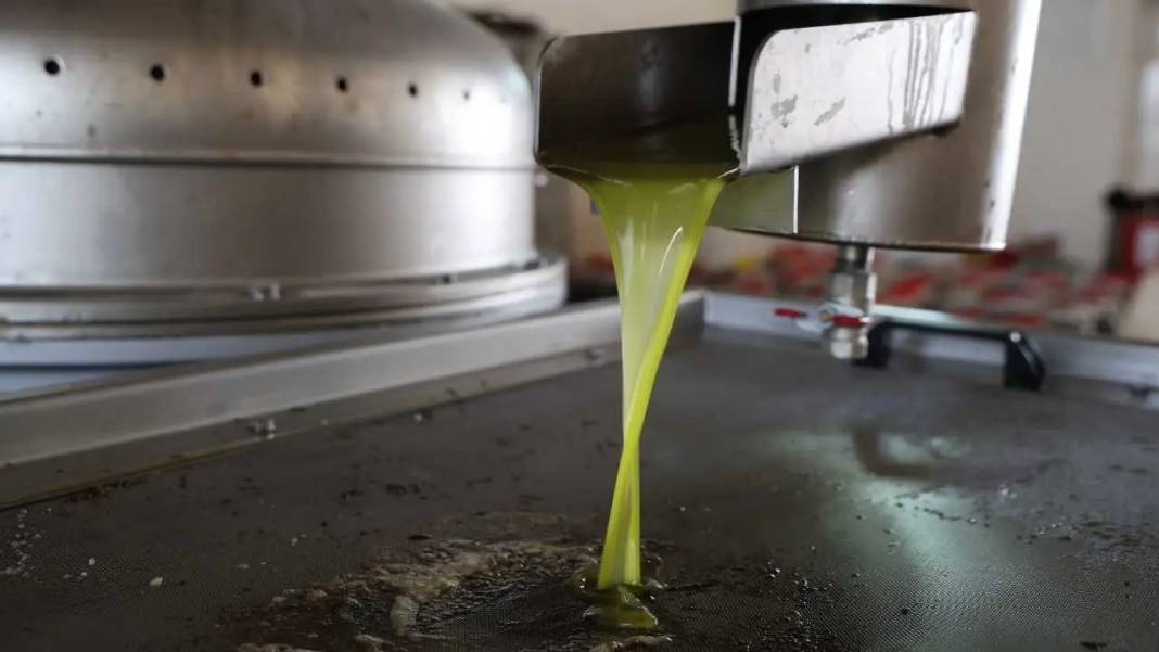 Adana’da Zeytin Rekoltesi Azalınca Zeytinyağı Fiyatları Cep Yaktı! 1